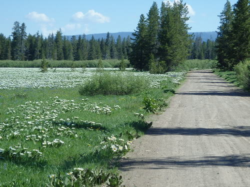 GDMBR: Marsh Marigolds.